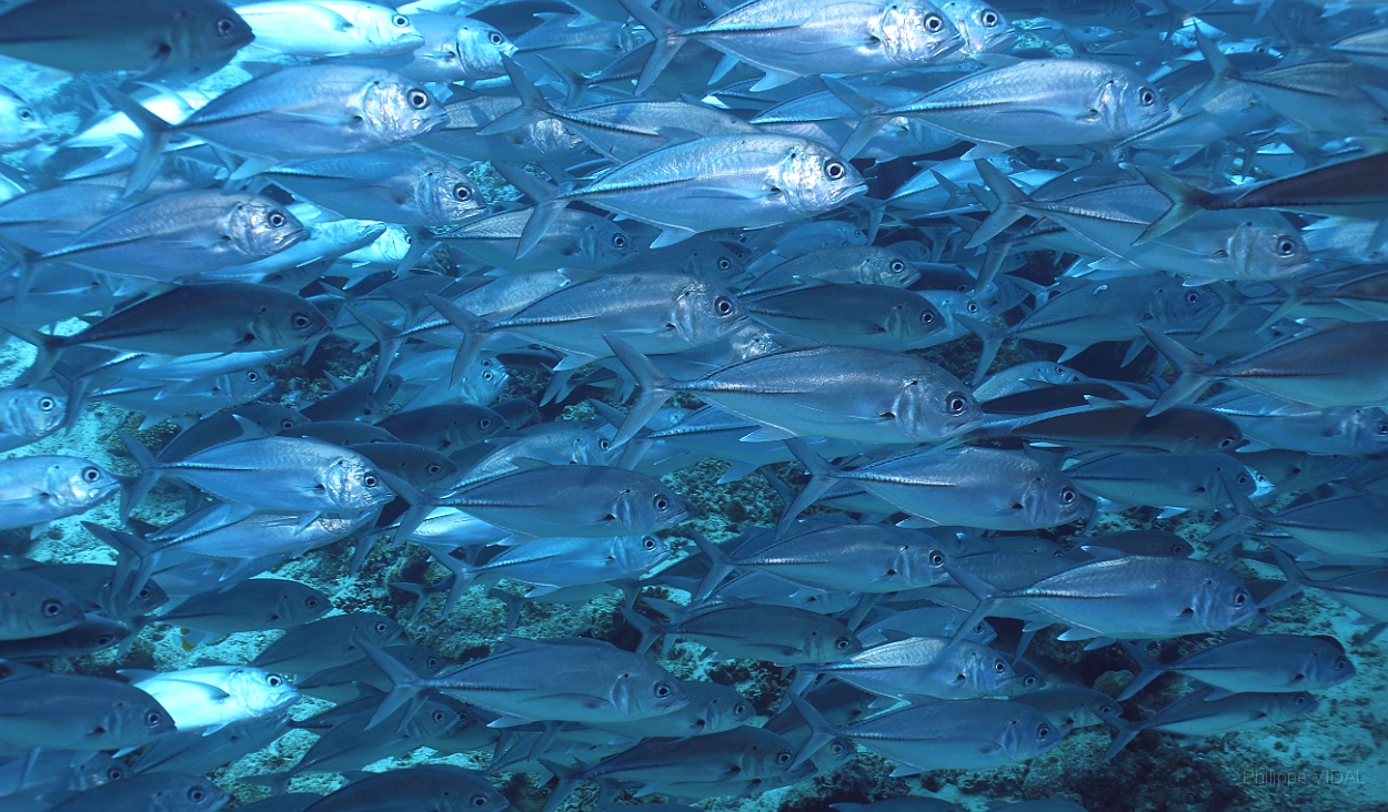 Sipadan_2015_Carangues Voraces_Caranx sexfasciatus_IMG_2253_rc.jpg